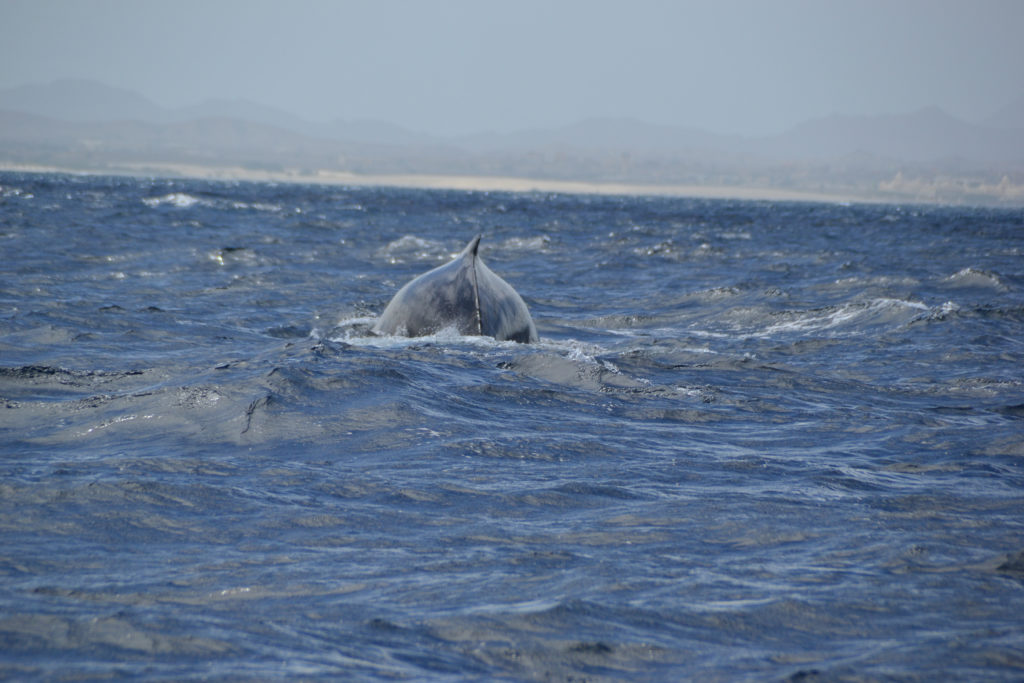 observation-des-baleines-boa-vista