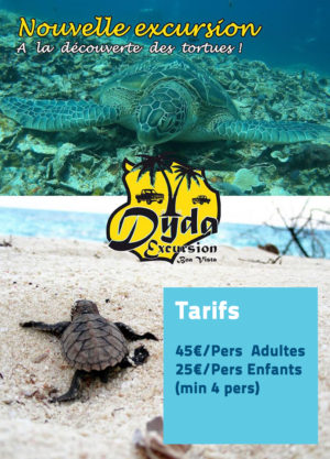 observation-des-tortues-boavista-cap-vert