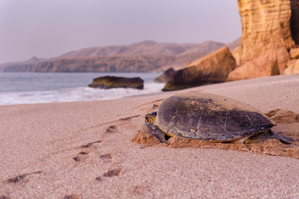 tortues-boavista-cap-vert